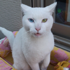 さだきち