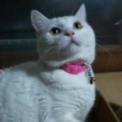 ヨーコおもちだのトーク