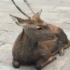 あんぱんのトーク