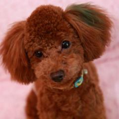 れなちゃんパパ