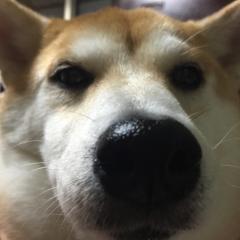 ミヤ