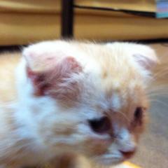 リンさんのトーク