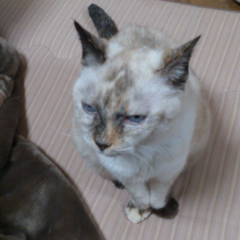 サラダのトーク