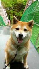 ともち