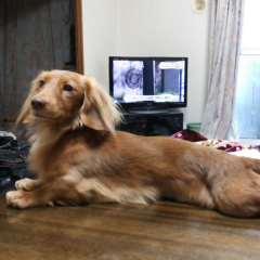 え～、作った(笑)