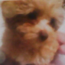 (北海道)りさちゃん♩*゜