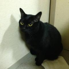 きん