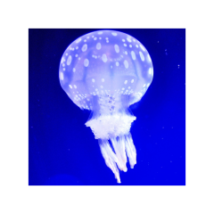 キン29