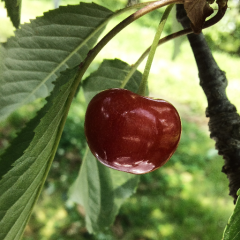 なりきりトーク