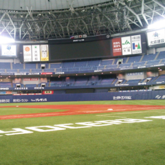 まぐろ回遊中(°▽°)