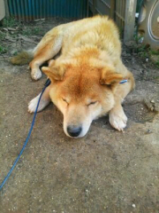 あちゃものトーク