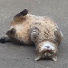 ハッピーローズのトーク