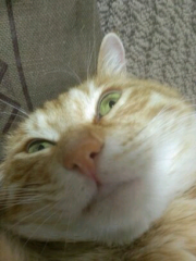ogapyon