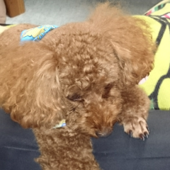 まきおのトーク