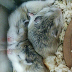 國崎空雅のトーク