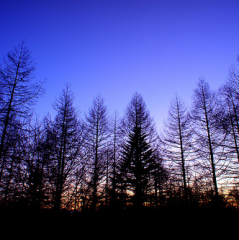 インディゴのつぶやき部屋