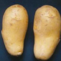 たけのこのトーク