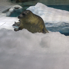 お笑い好きな人！一緒にトークしましょー♪(^3^)/