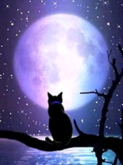 Cat Out Of Hell