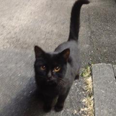 チョコラBB(けろっとドライブ改)