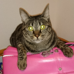 話せー