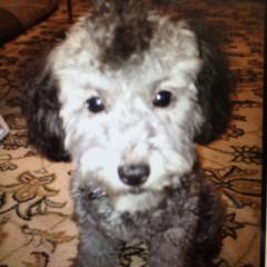 愛犬を愛してます❤️