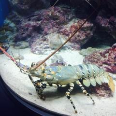 ぼっちえび飼育日記