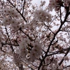 つきねこのトーク