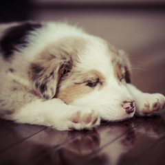 ふらんすぱんだ