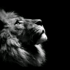 無名なライオン