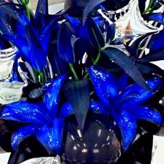 BLuE✡LiLy