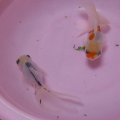 金魚飼育トーク