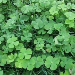 (p`･ω･´q)なこ