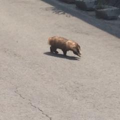 ぴーまんのトーク
