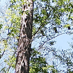 オシャレ目指してる田舎もん