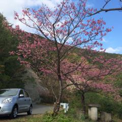 ゴエにゃんのトークルーム(奄美大島探訪記)
