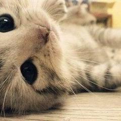 ニャンコ大好き隊( *｀ω´)