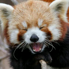 あーたんのトーク