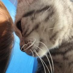 ぁめりかんニャンコ