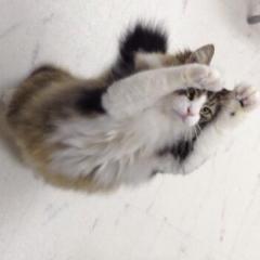 リトーク保管庫