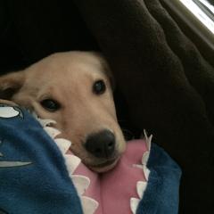 サスケのトーク