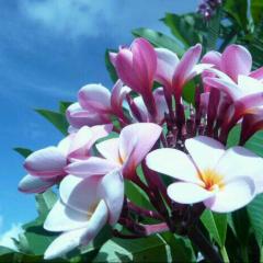 チョコキャロのトーク