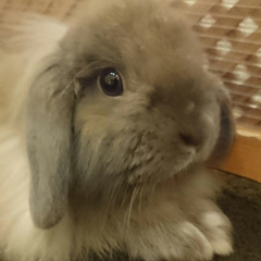 うさちゃん同好会