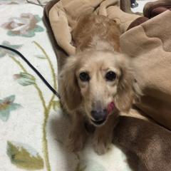 けん