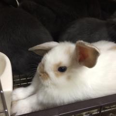 ウサギ好きな人ー！♡絡みませんか？