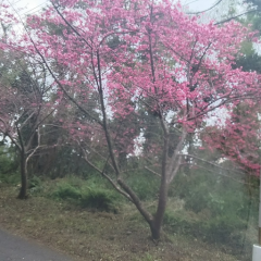 🌸桜トーク🌸