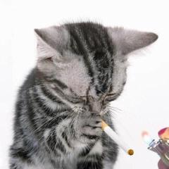 猫天使 (スモークキャット)