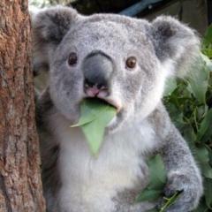 リトークとコアラ🐼