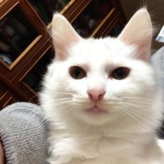 たぬきち