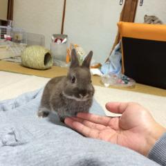 もりりん